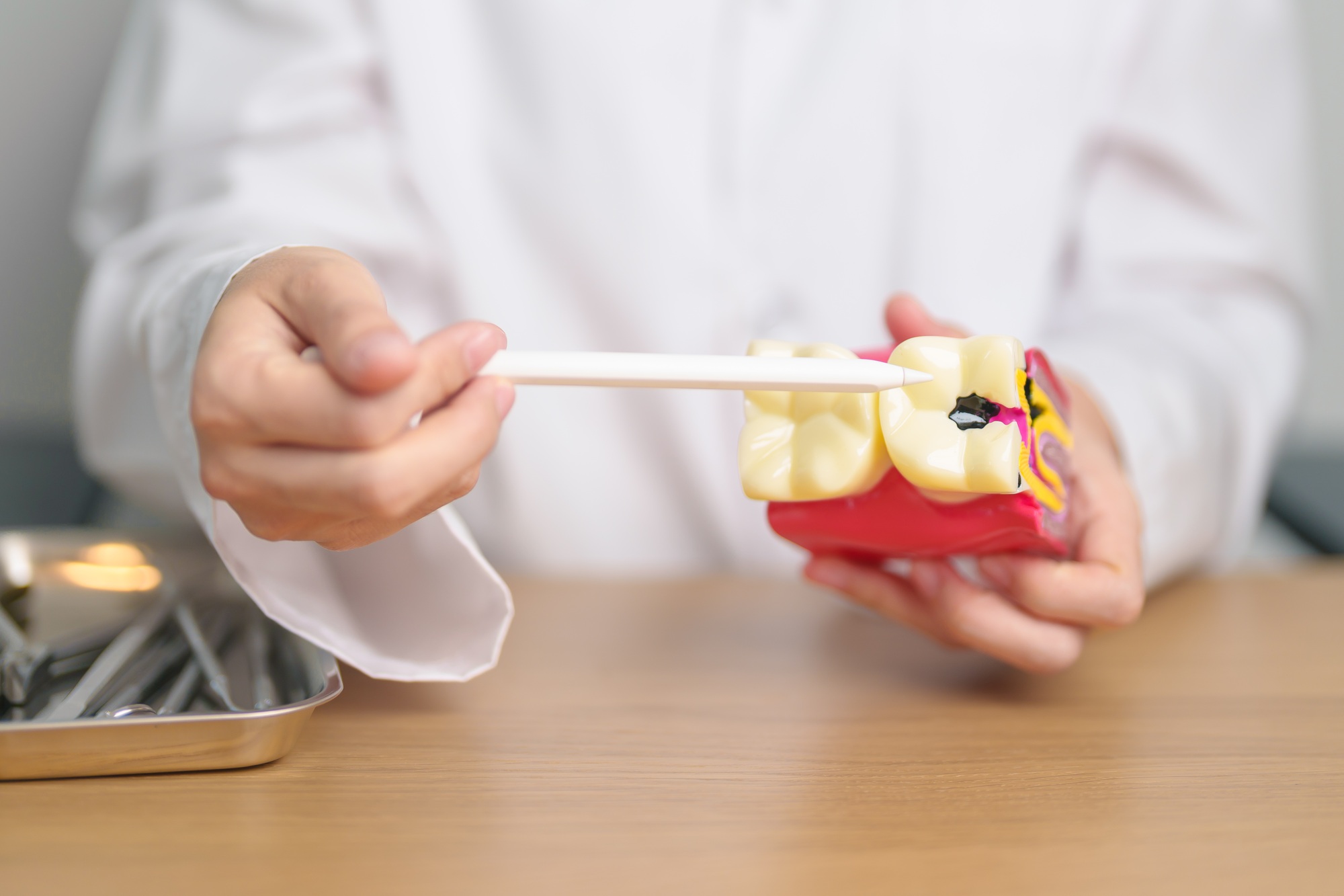 Dentist explaining tooth anatomy with a model